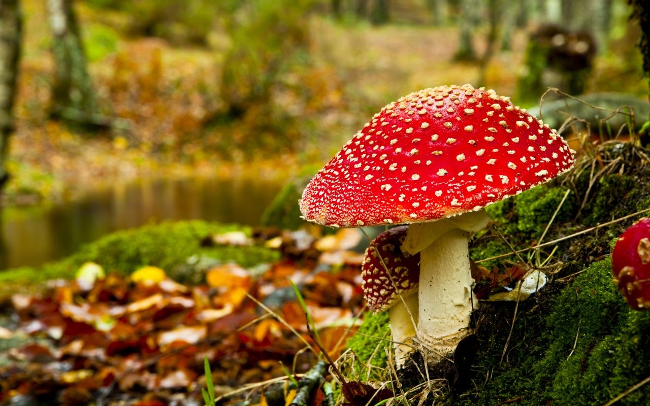 Free download Mushrooms HD Wallpaper [1280x800] for your Desktop