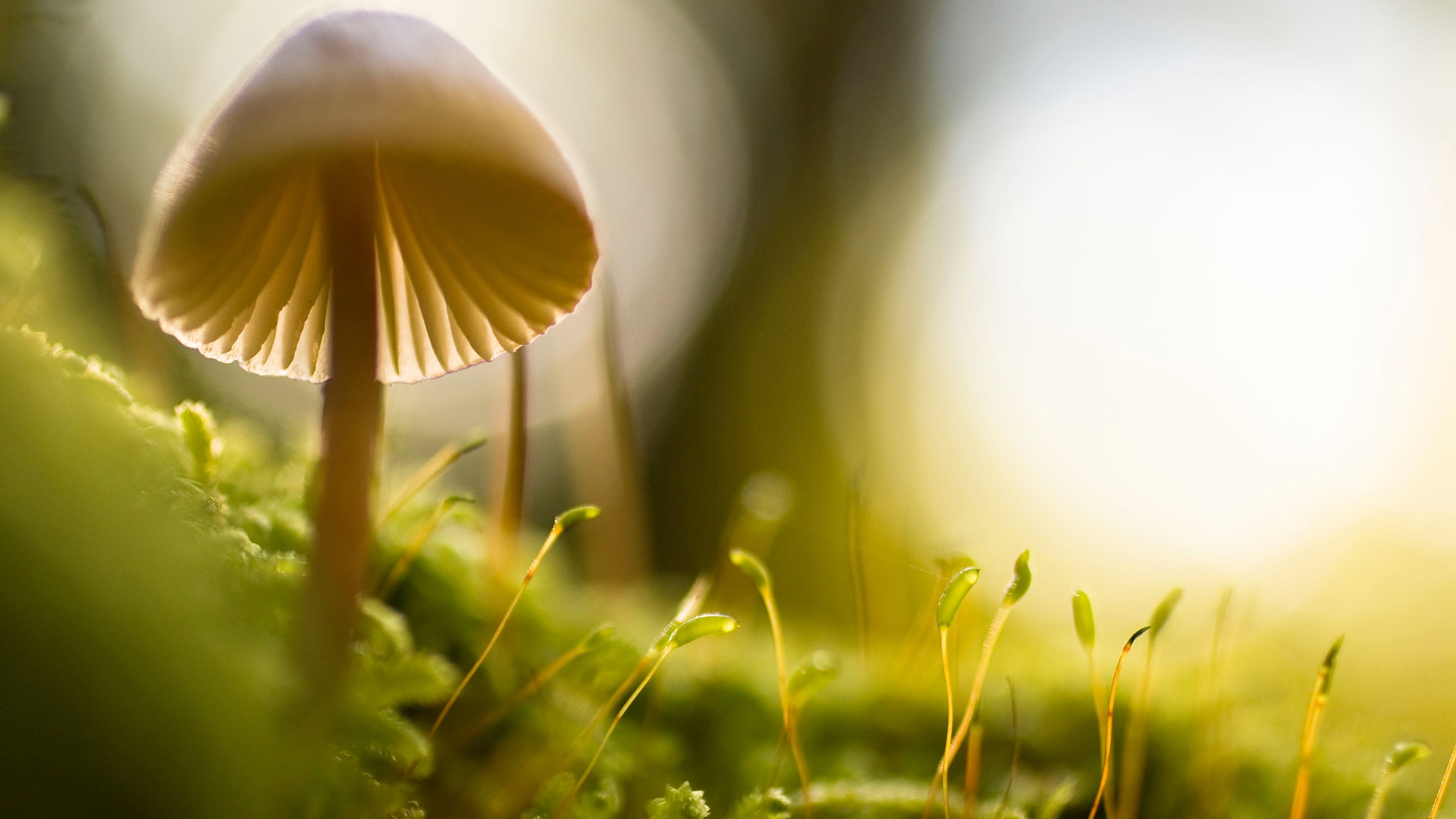 Mushroom Scenery Wallpaper