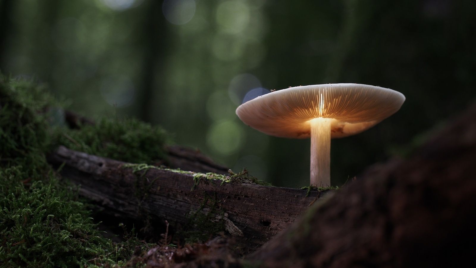 Mushroom Manipulation Nature 1600x900 Resolution HD 4k