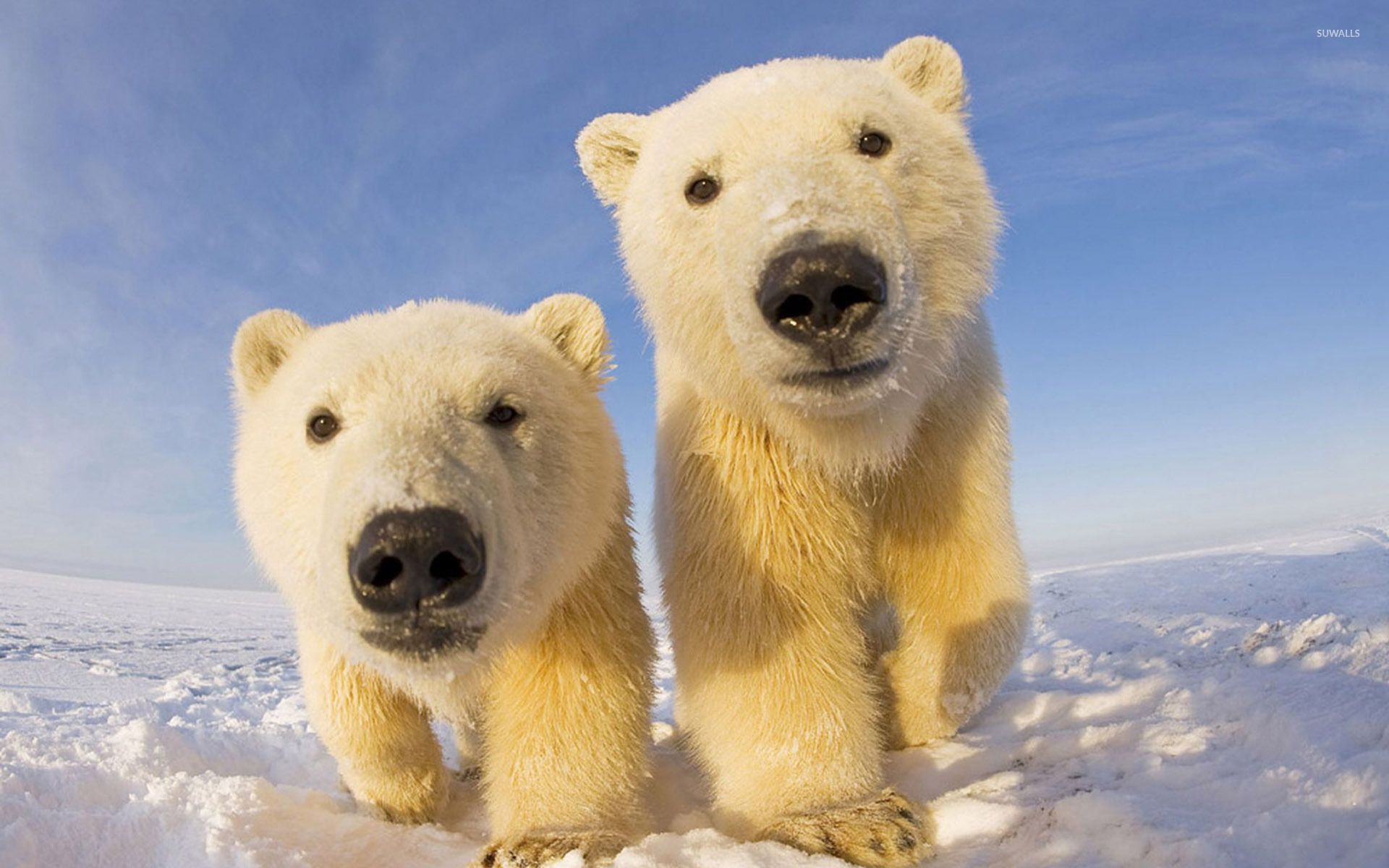Polar Bear Cubs Wallpaper High Definition #fn3 · Artistic Desktop