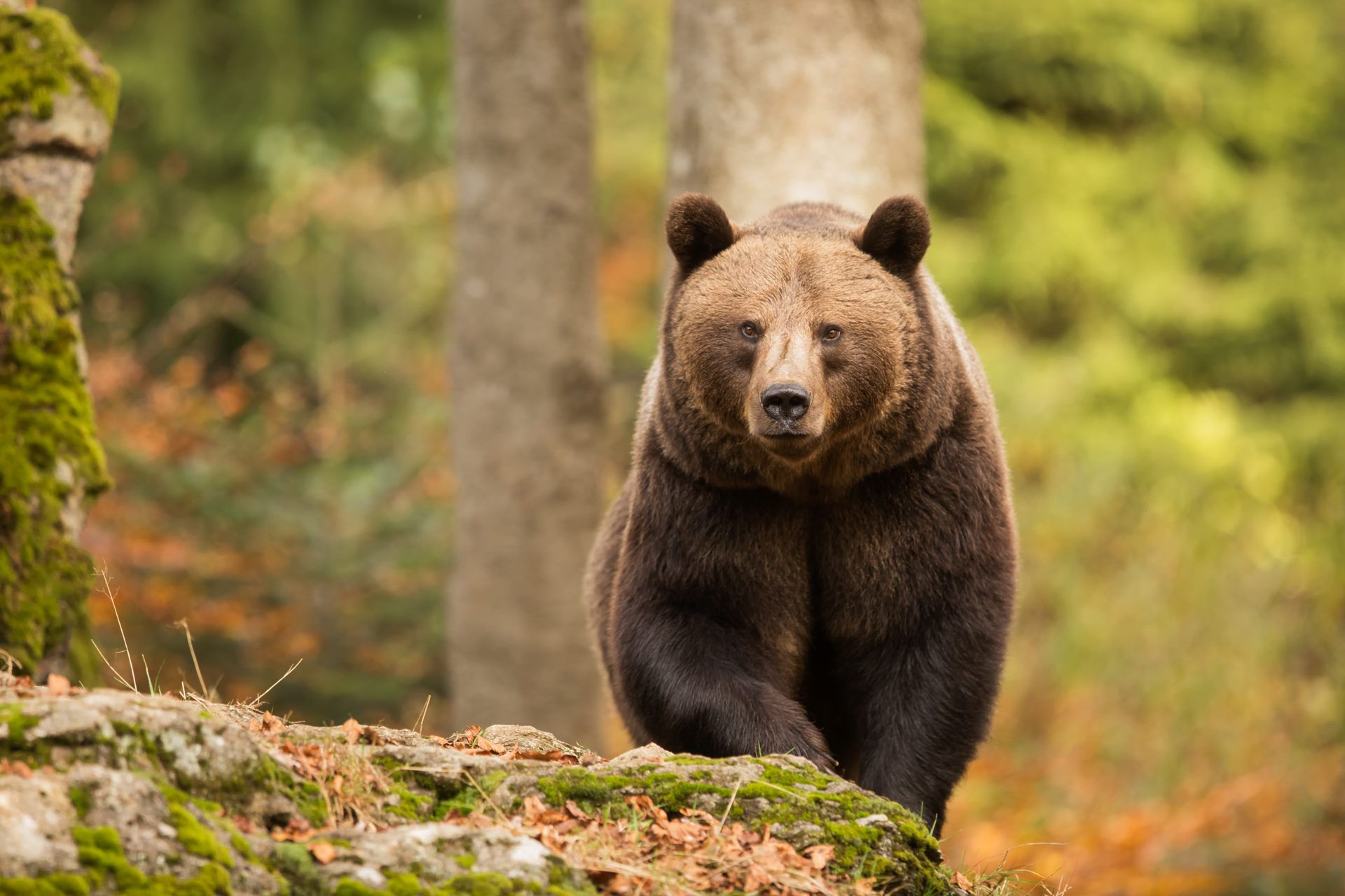 Grizzly Bears HD Wallpaper New Tab Theme
