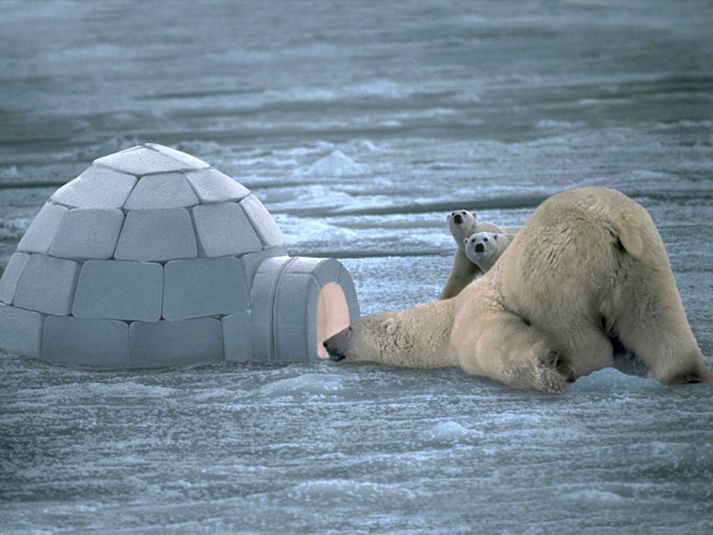 Free download Polar bear wallpaper HD Funny Animal [1024x768]