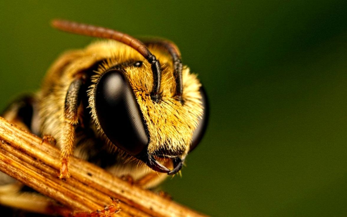 Bee Close Up Photo HD Wallpaper