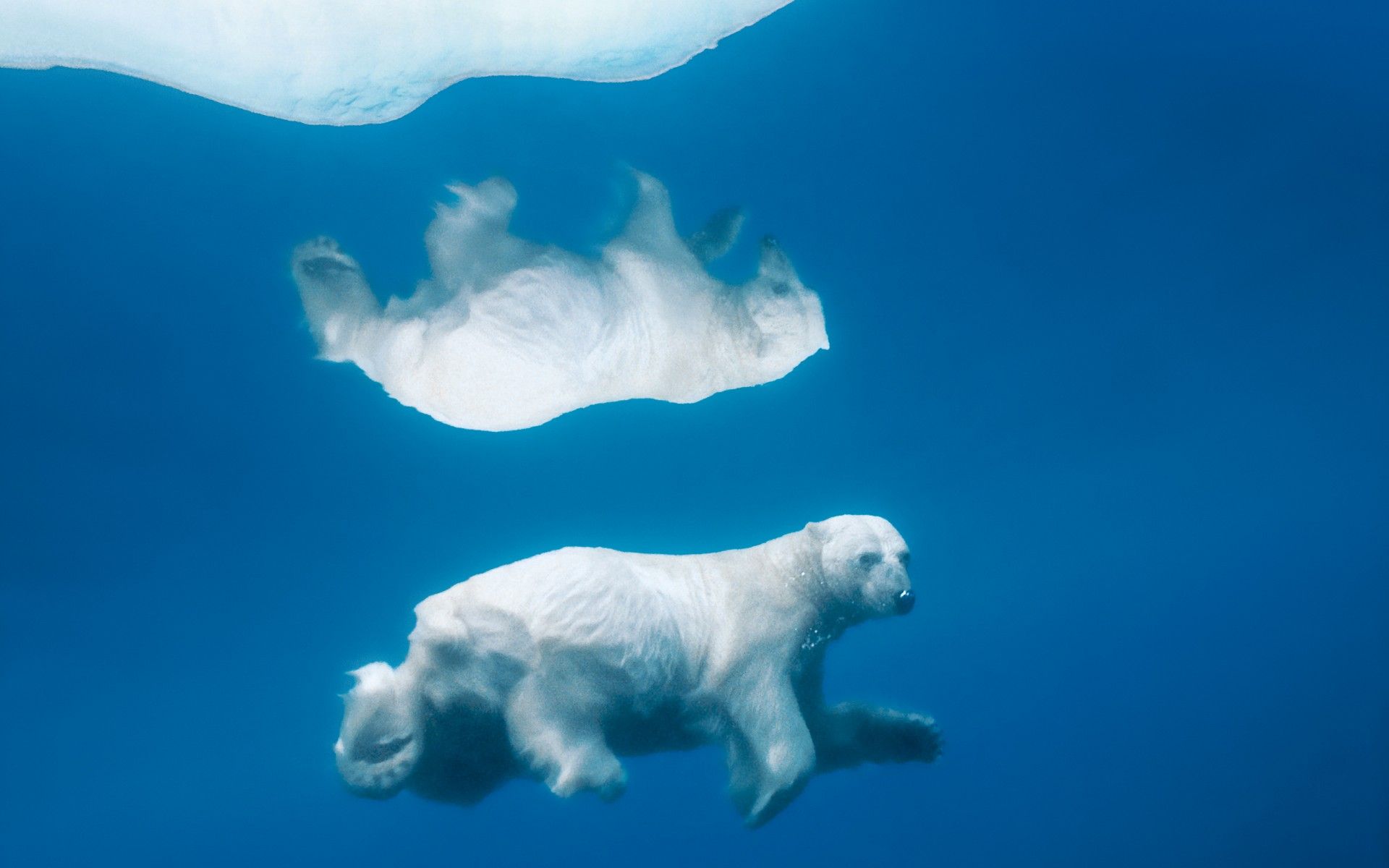 Reflective Polar Bear
