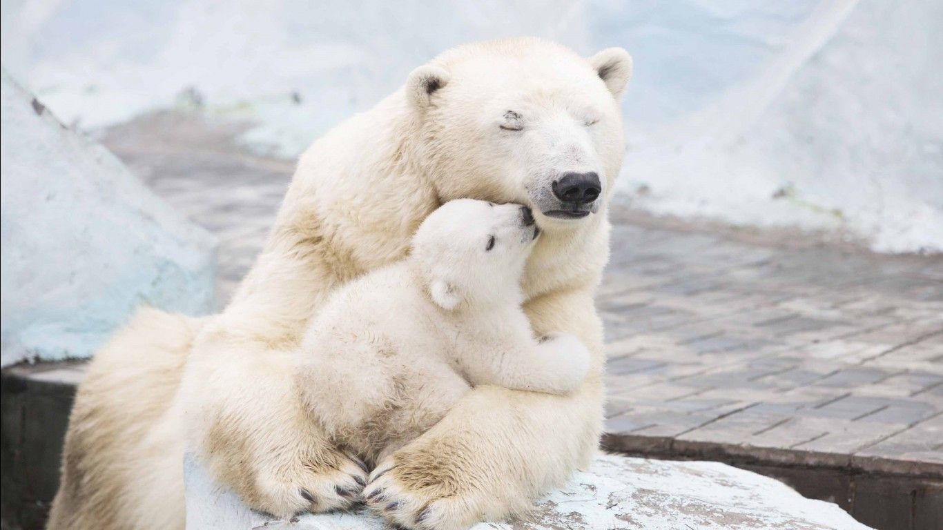 Polar Bear With Cubs 4K HD Wallpaper