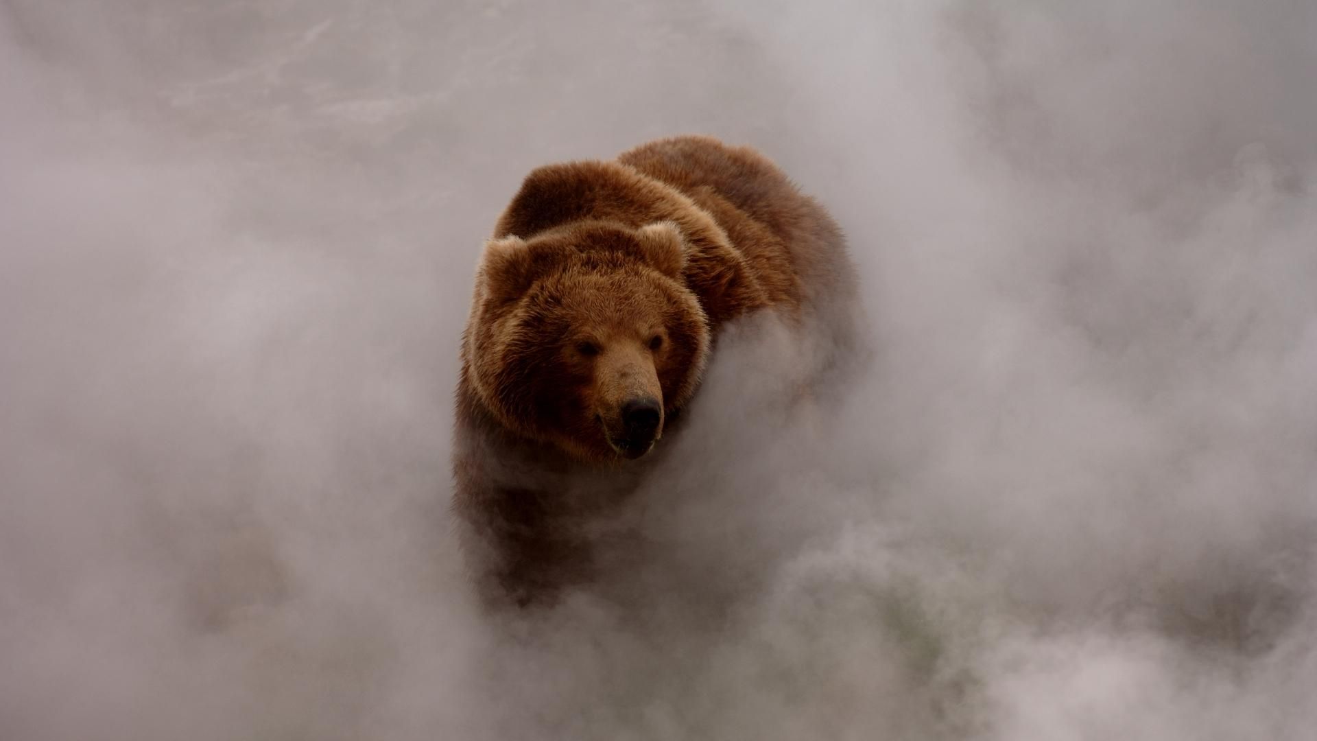 Bear In Fog HD Wallpaperx1080