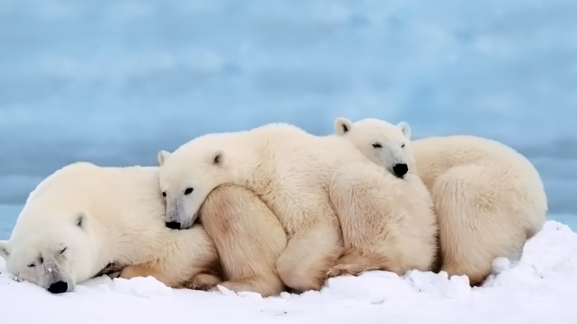 Polar Bear Family Grown Cubs Heating Each Other Animal Wallpaper