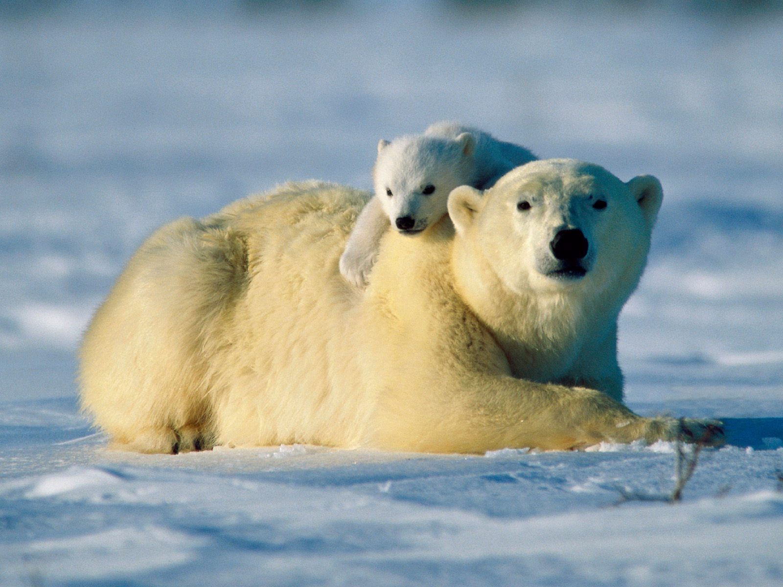 HD Animals: baby polar bear wallpaper