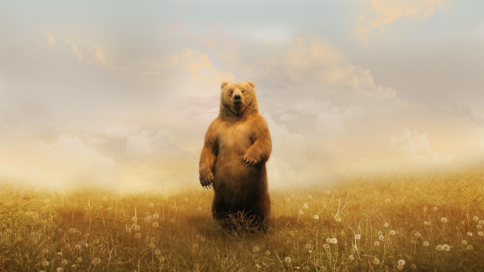 Bear In Field, HD Animals, 4k Wallpaper, Image, Background
