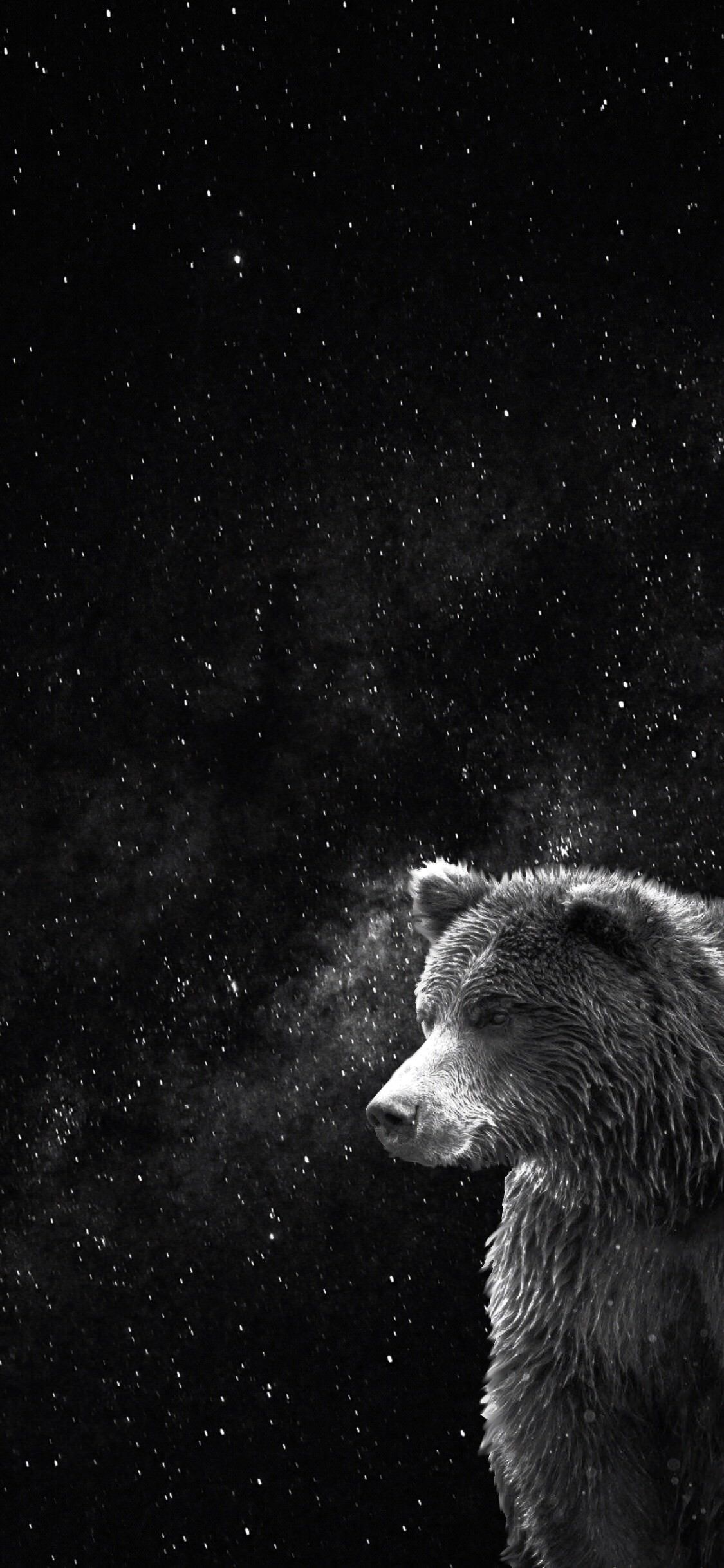 Bear in front of night sky