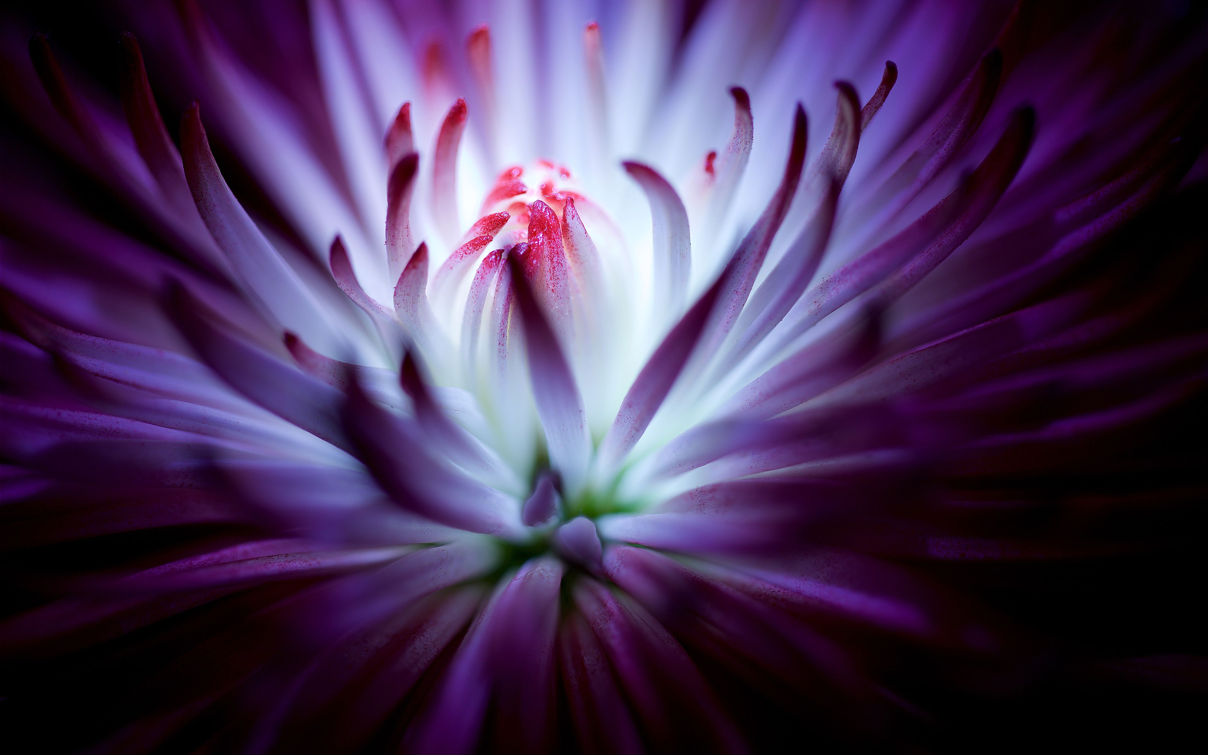 Purple flower 4K Wallpaper