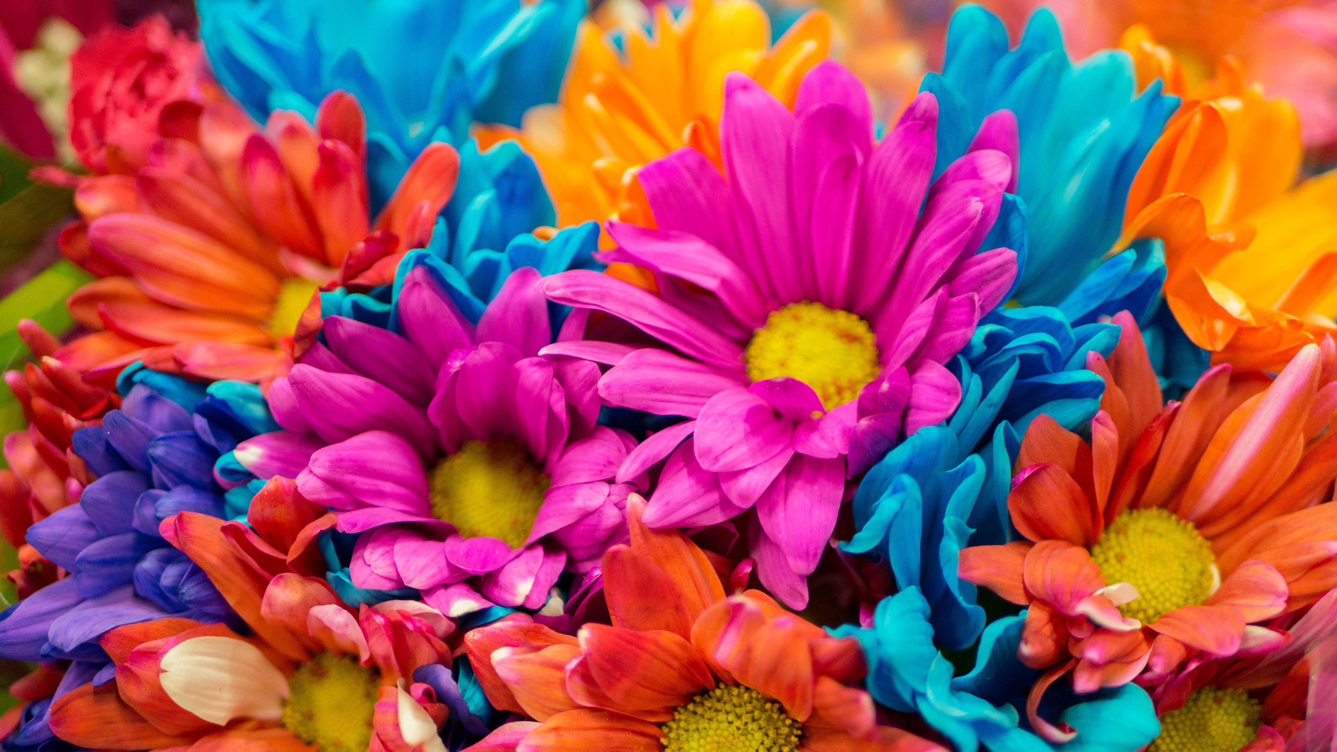 Colorful Flowers 4K Wallpaper