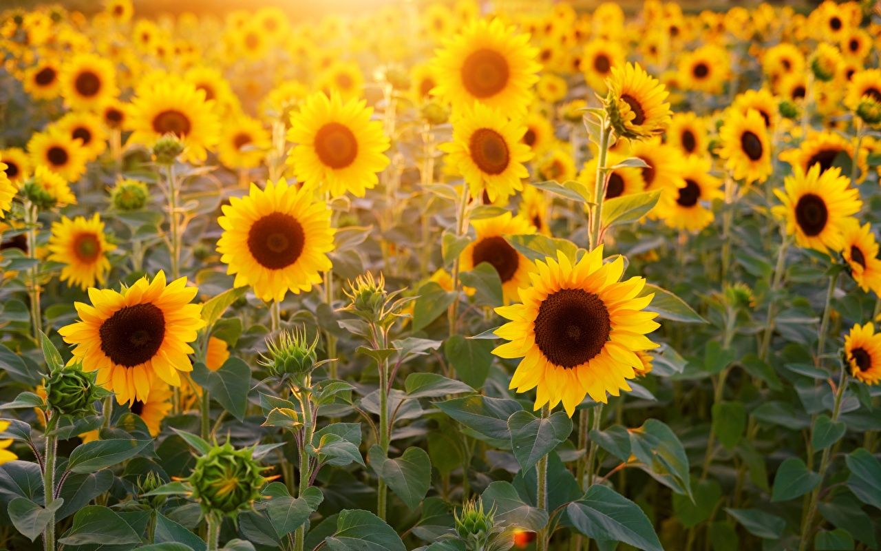 Desktop Wallpaper Fields Flowers Sunflowers