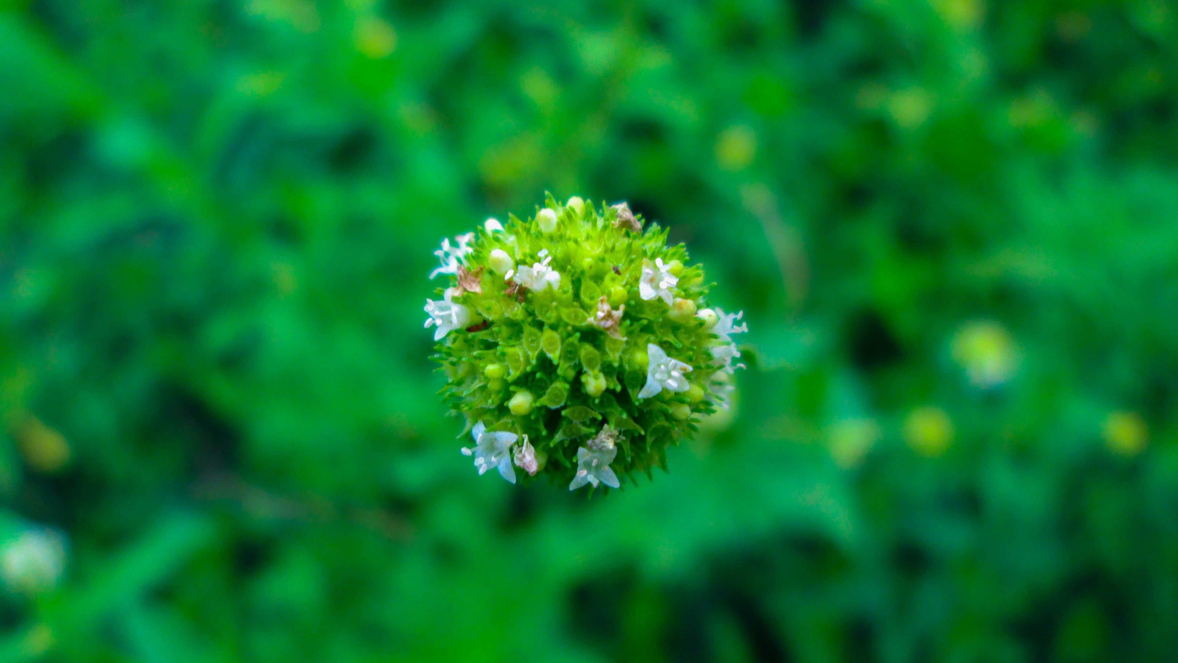 Mossy Flower 4K Ultra HD