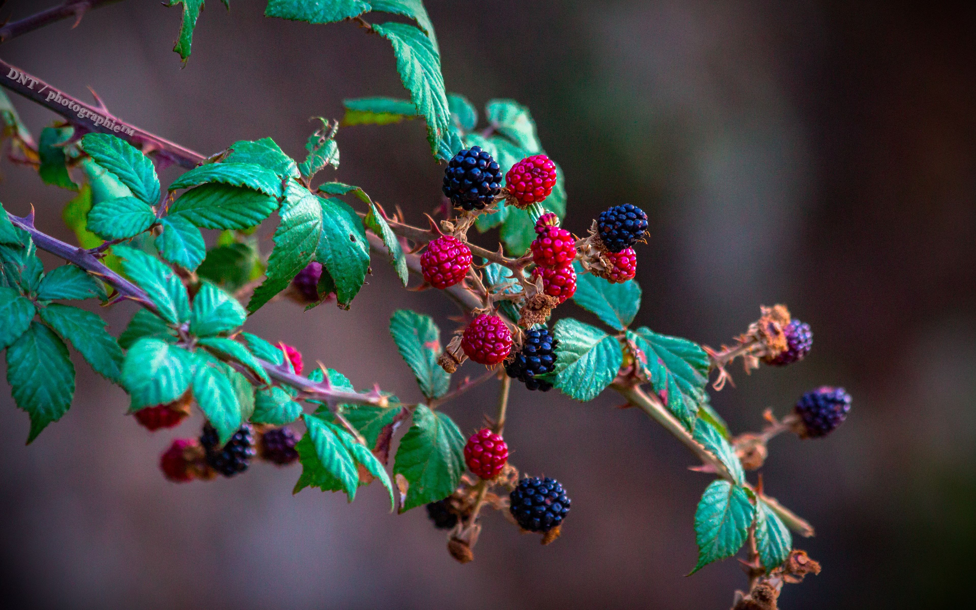 Download wallpaper 3840x2400 blackberry, raspberry, berry, branch