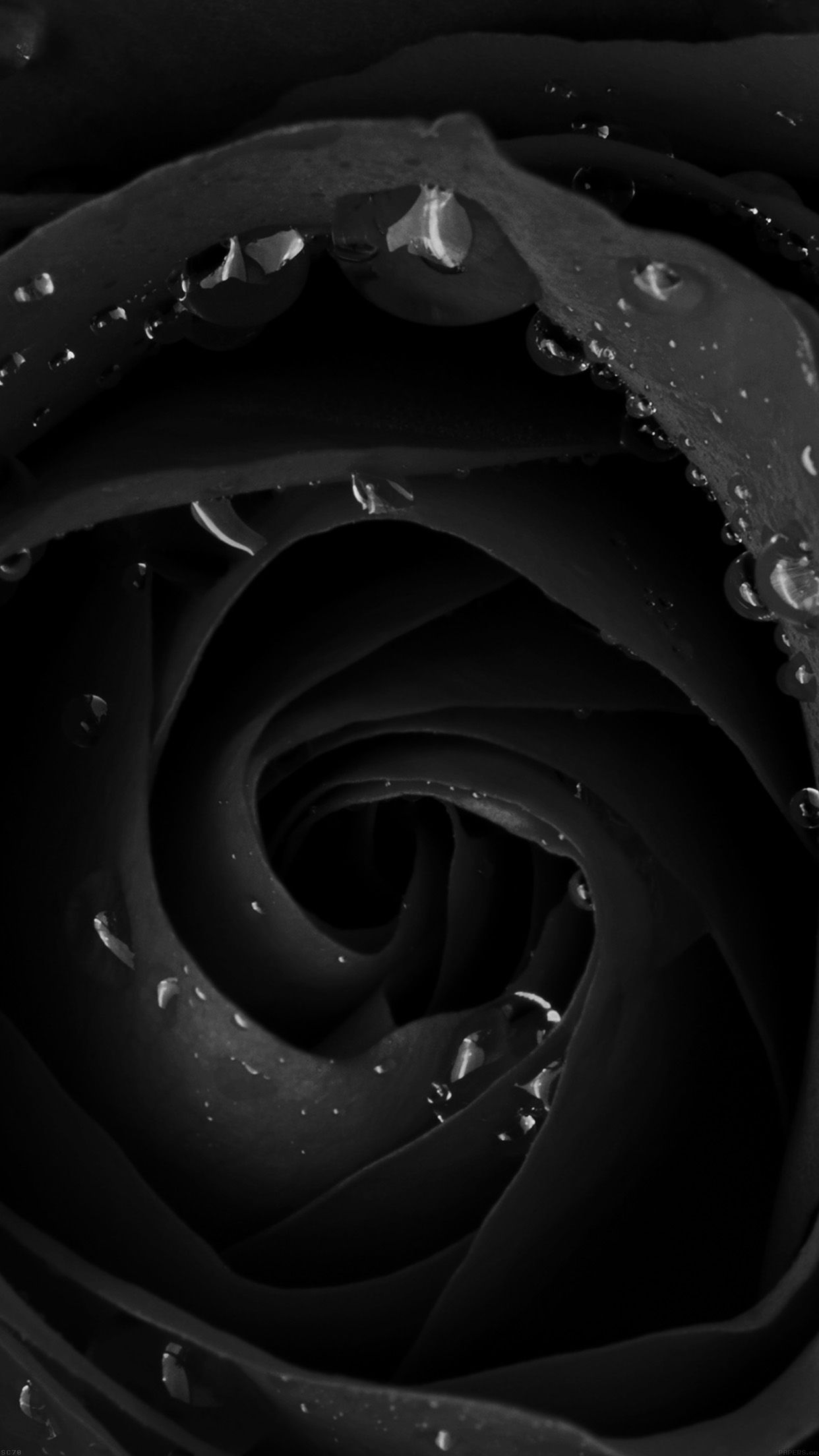 Beautiful Dark Rose Flower Nature Wallpaper