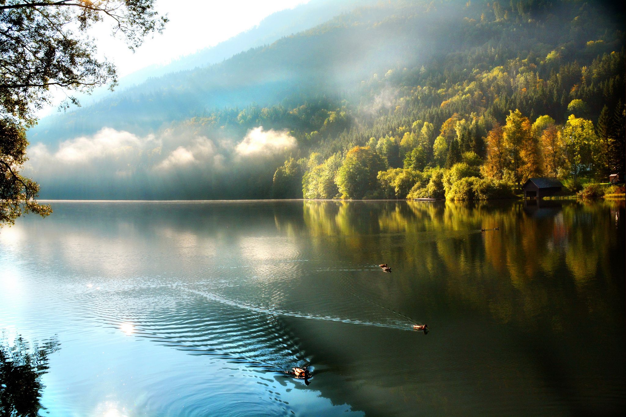 Morning mountain lake forest ducks fog mood autumn wallpaperx1365
