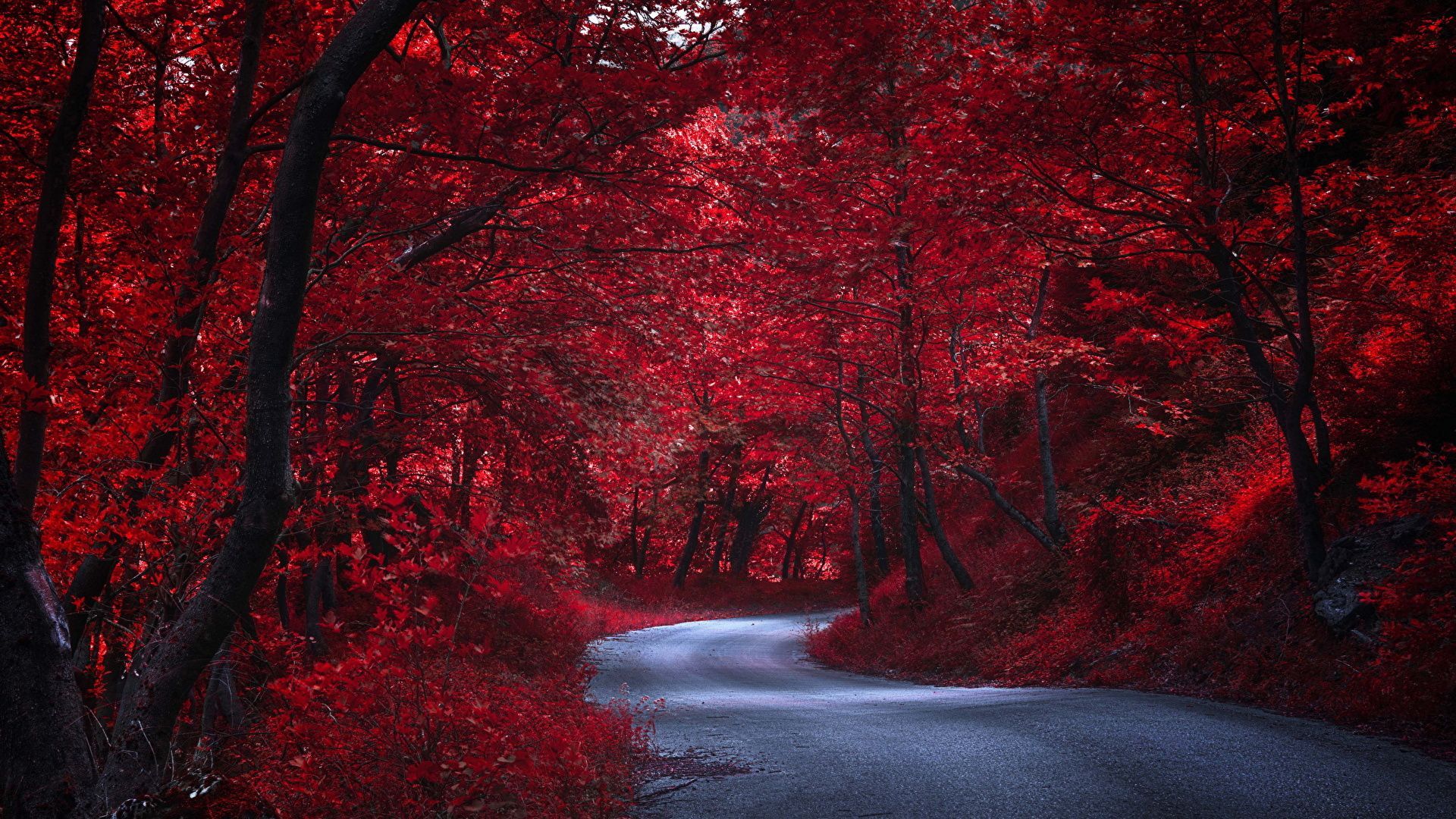 Photo Red Nature Autumn Roads Trees 1920x1080. Autumn landscape, Background, Background image