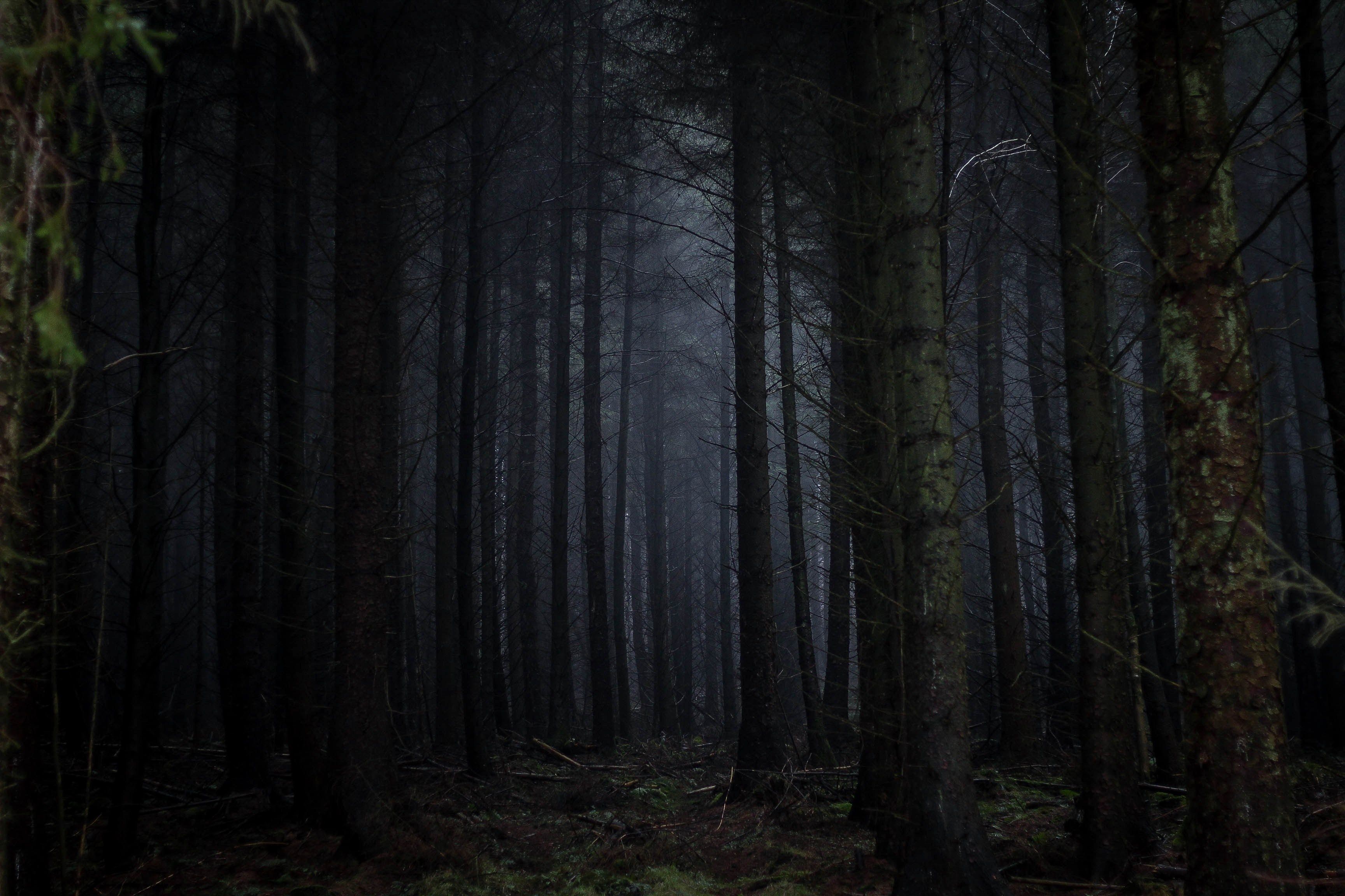 a dark coniferous forestare we into the woods wallpaper and background