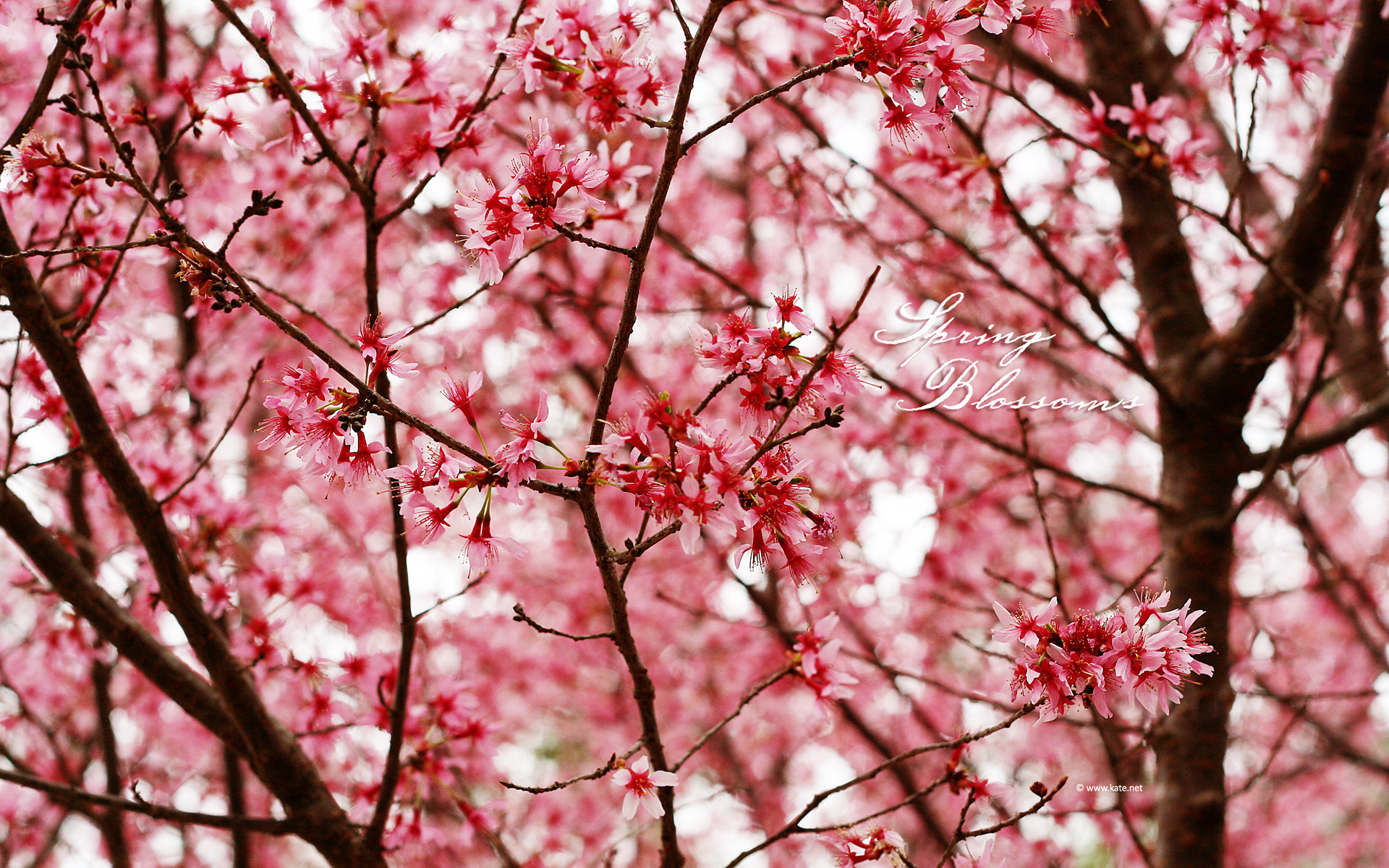 Spring Wallpaper by Kate.net