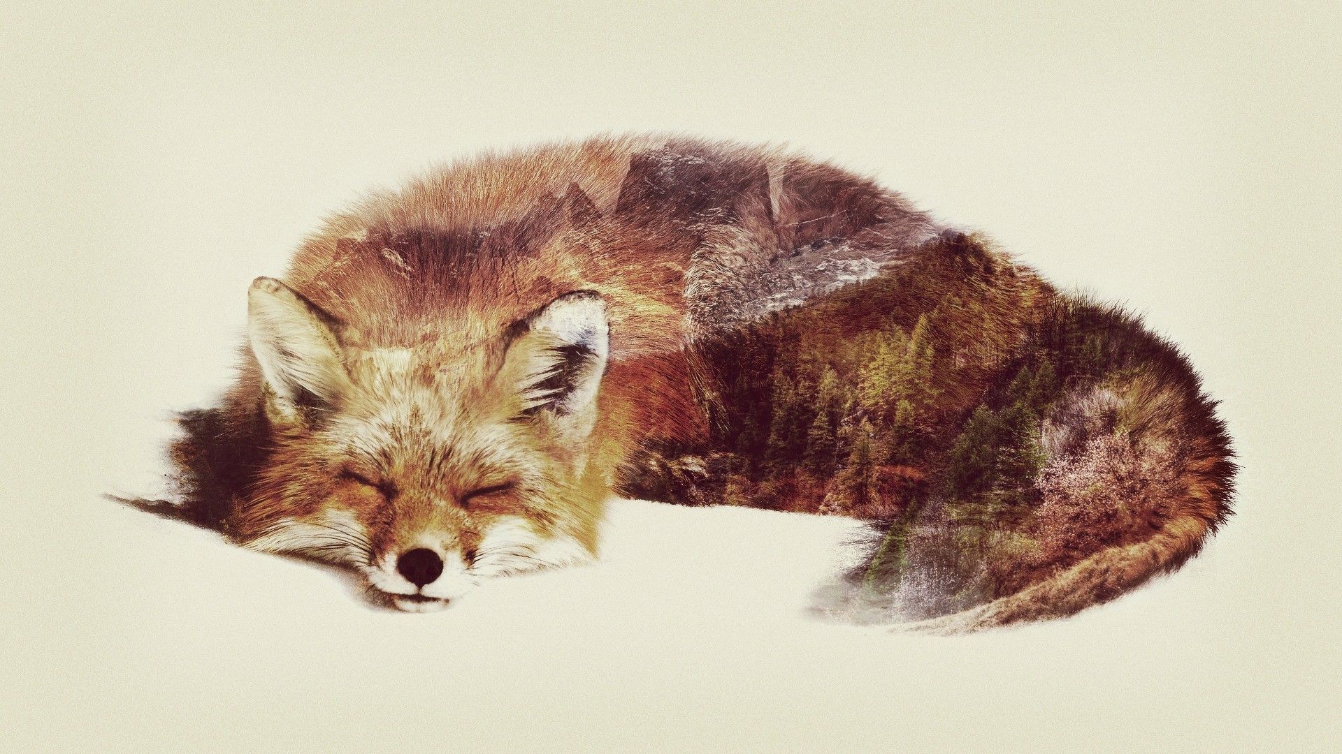 Double Exposure Fox (Digital) [1920x1080]