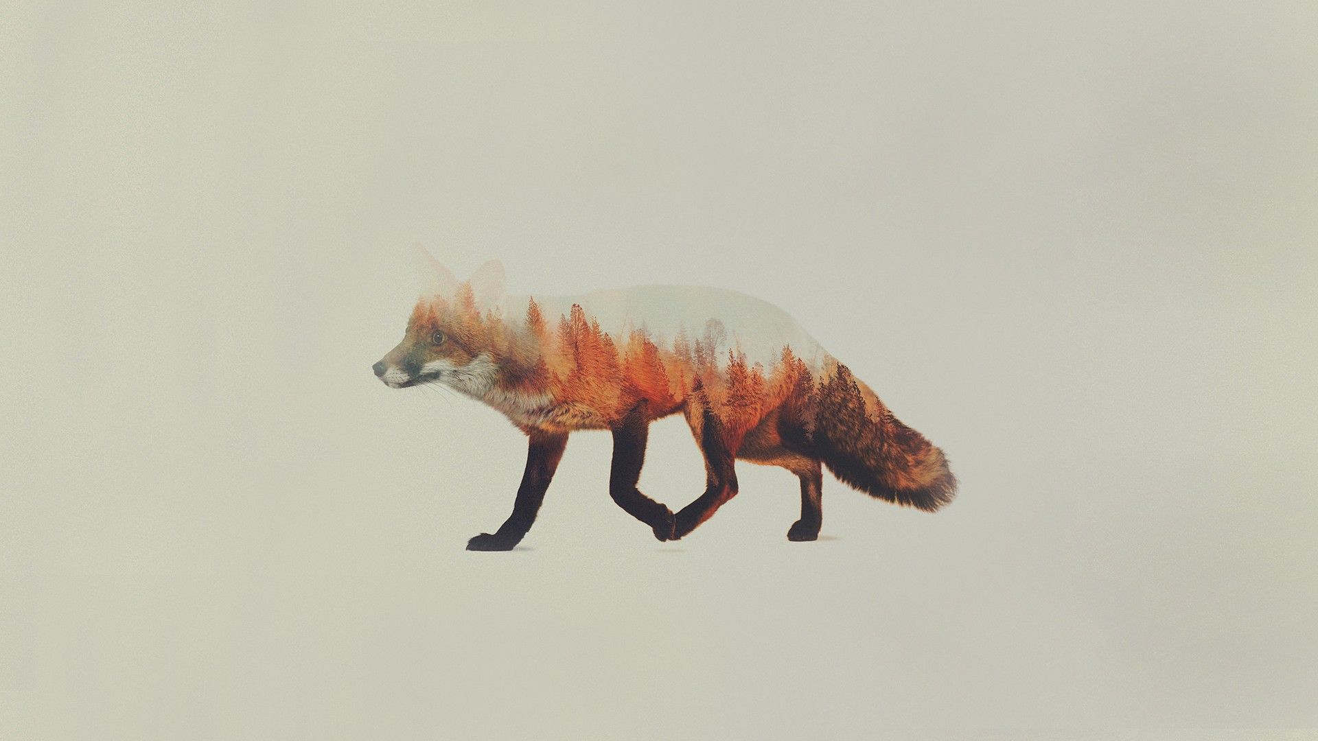 #animals, #Andreas Lie, #fox, #simple background, #double