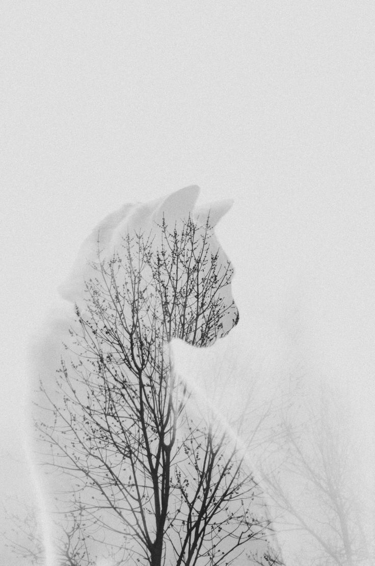 Cat Wallpaper. Double exposure photo, Double