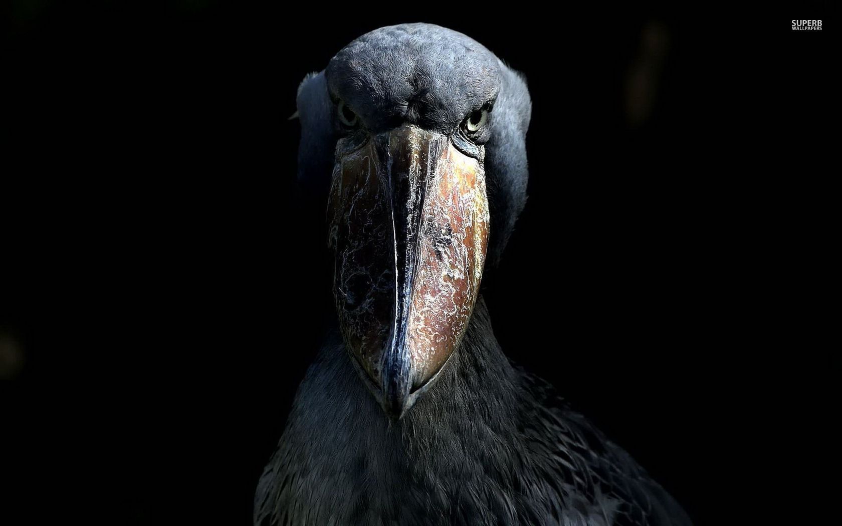 the shoebill stork