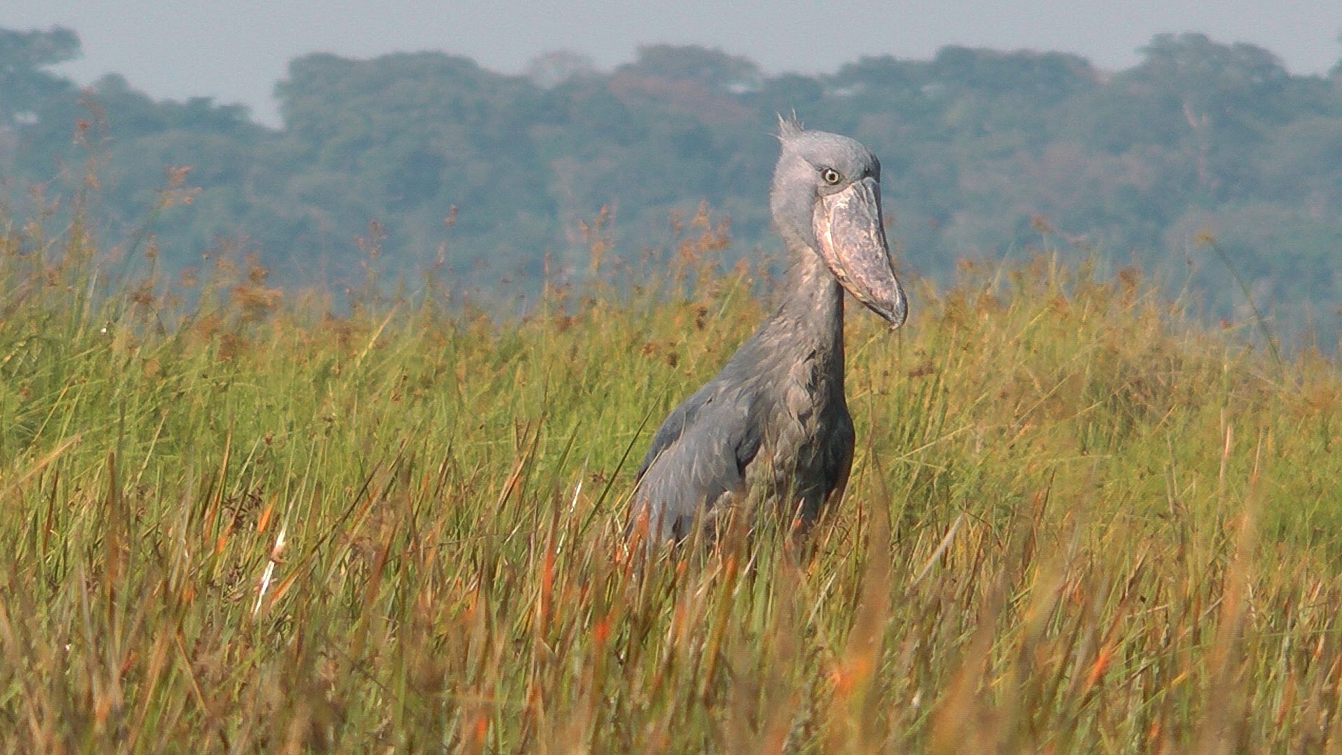 Shoebill HD Wallpaper