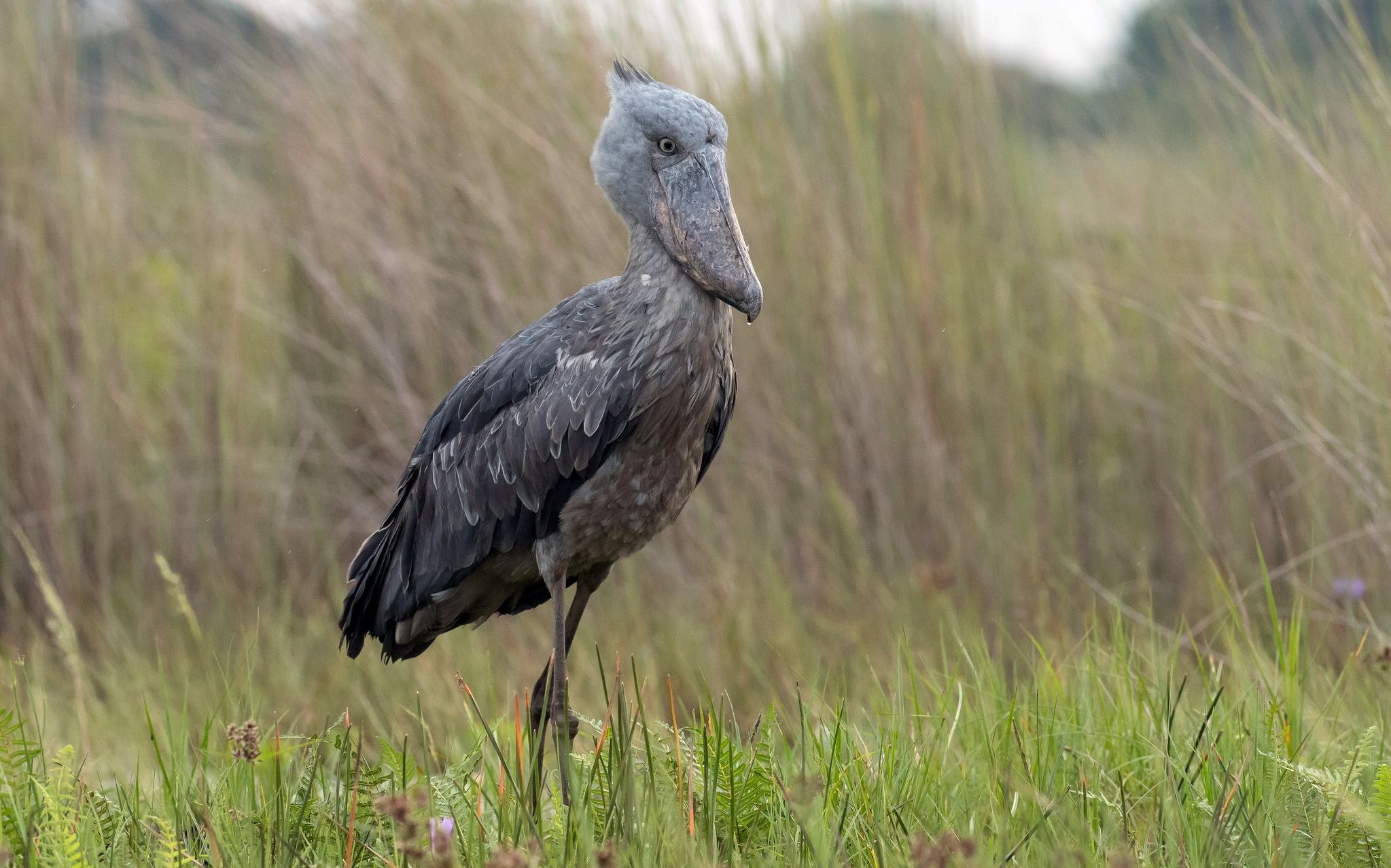 Shoebill Stork Wallpapers - Wallpaper Cave