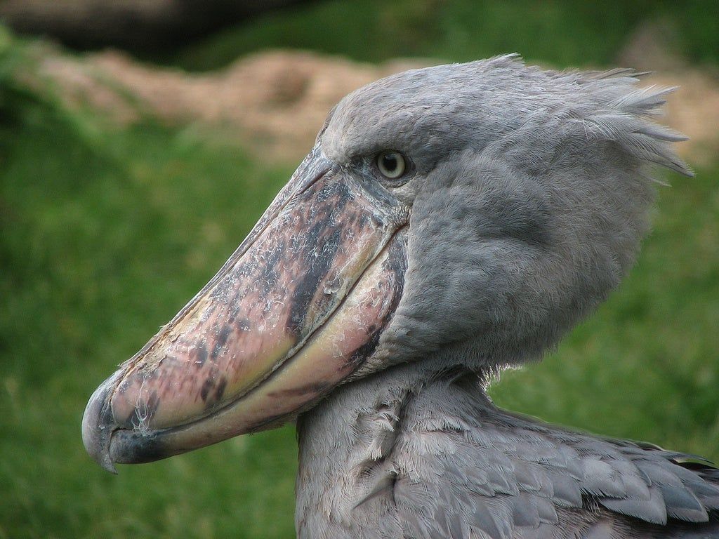 Shoebill Stork Wallpapers Wallpaper Cave