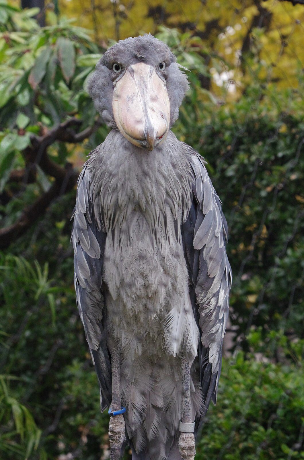 Shoebill Stork Wallpapers - Wallpaper Cave