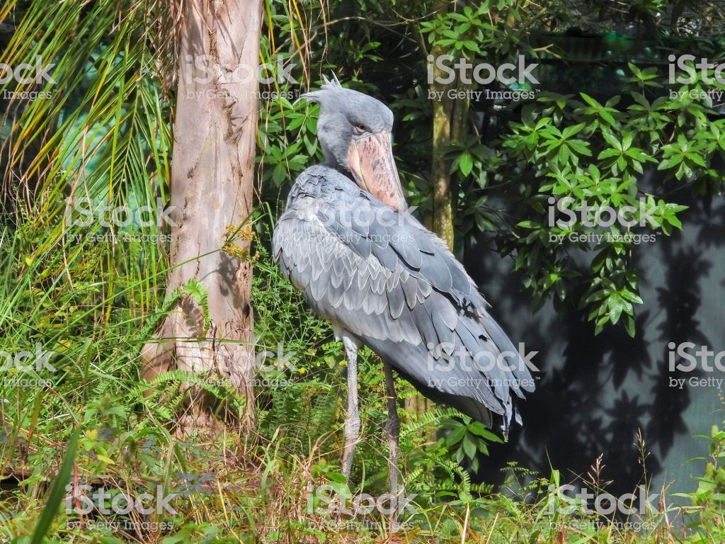 Shoebilled Stork Image Now