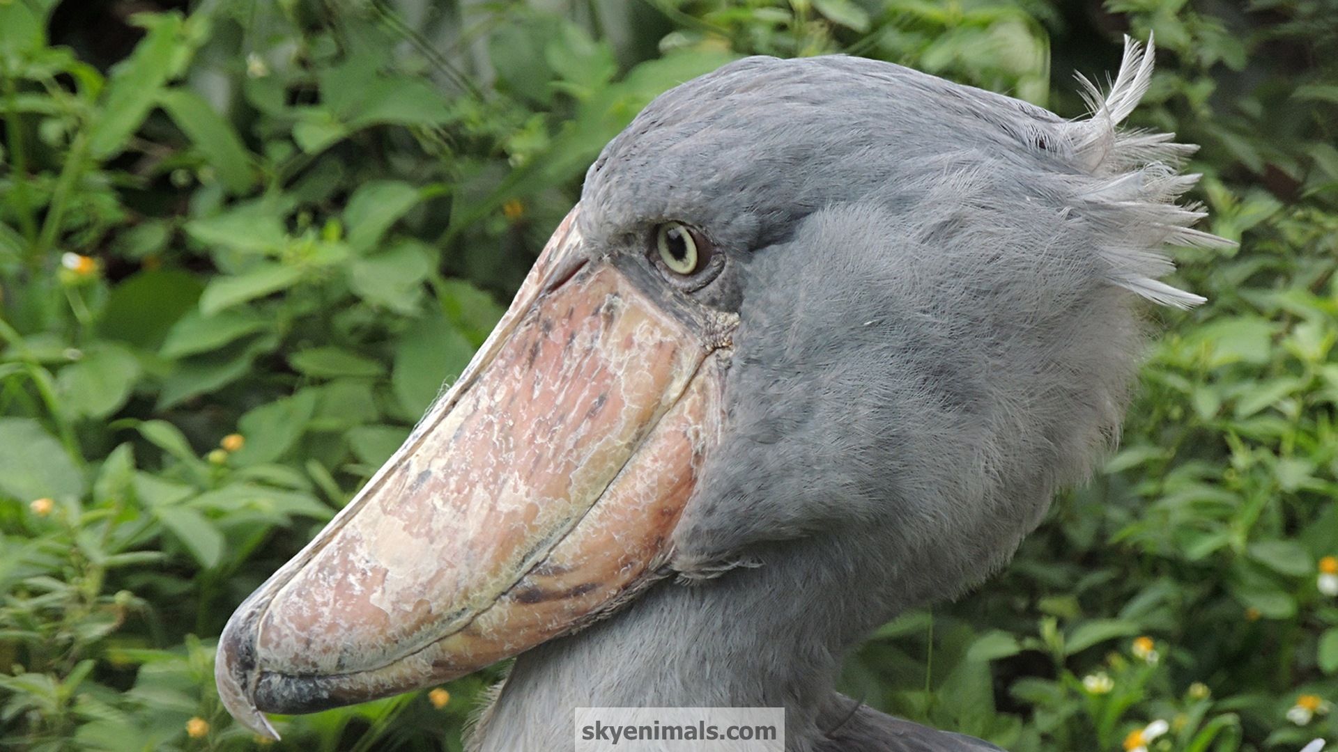 Free Bird Wallpaper Image