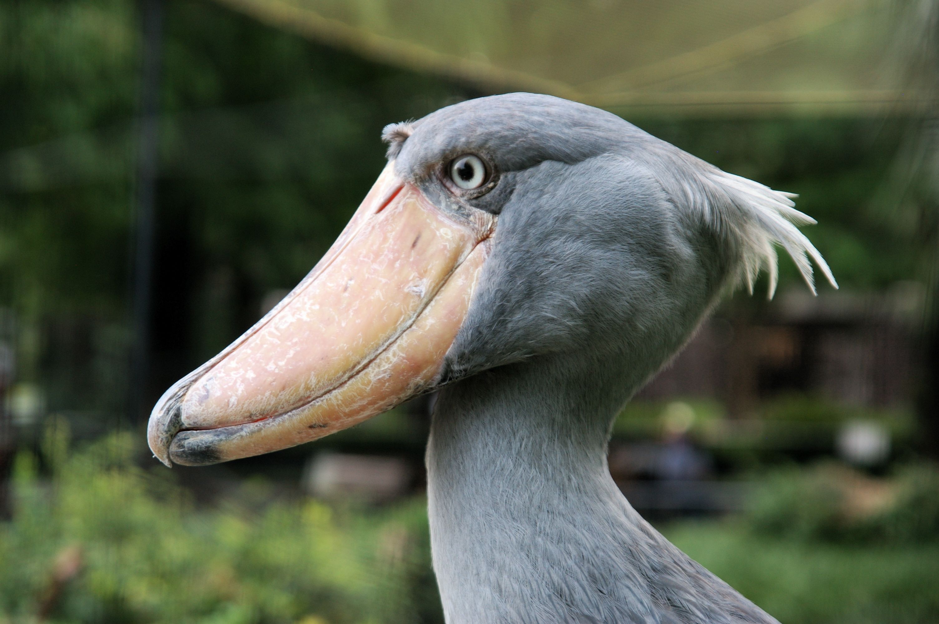 Shoebill Stork Wallpapers - Wallpaper Cave