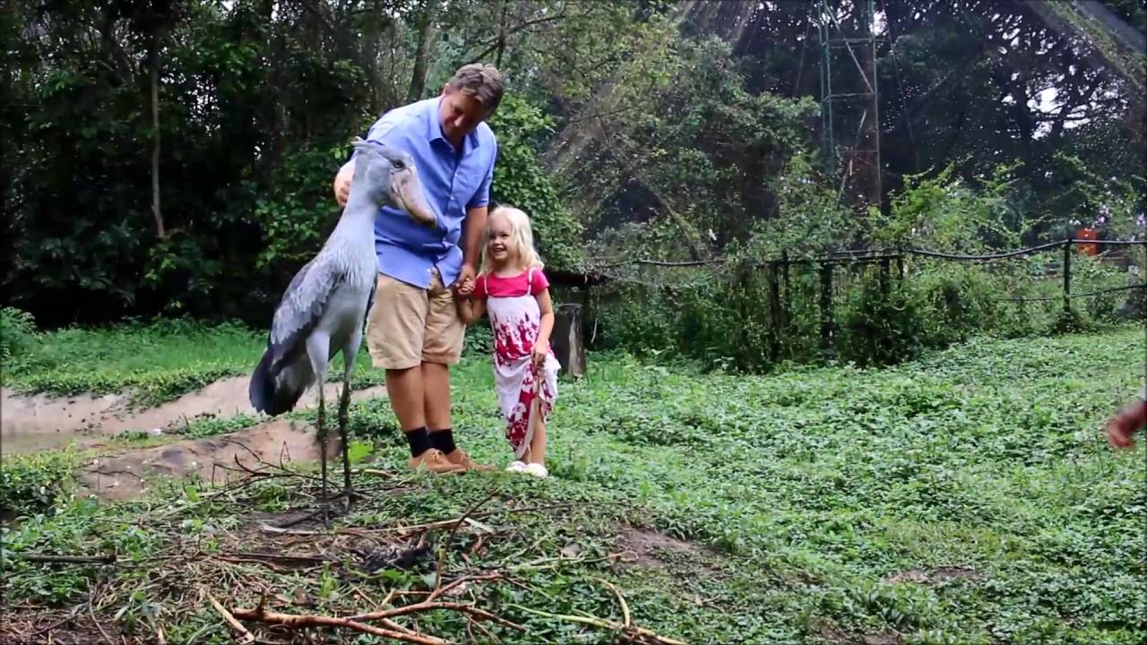 The Shoebill Storks Birds