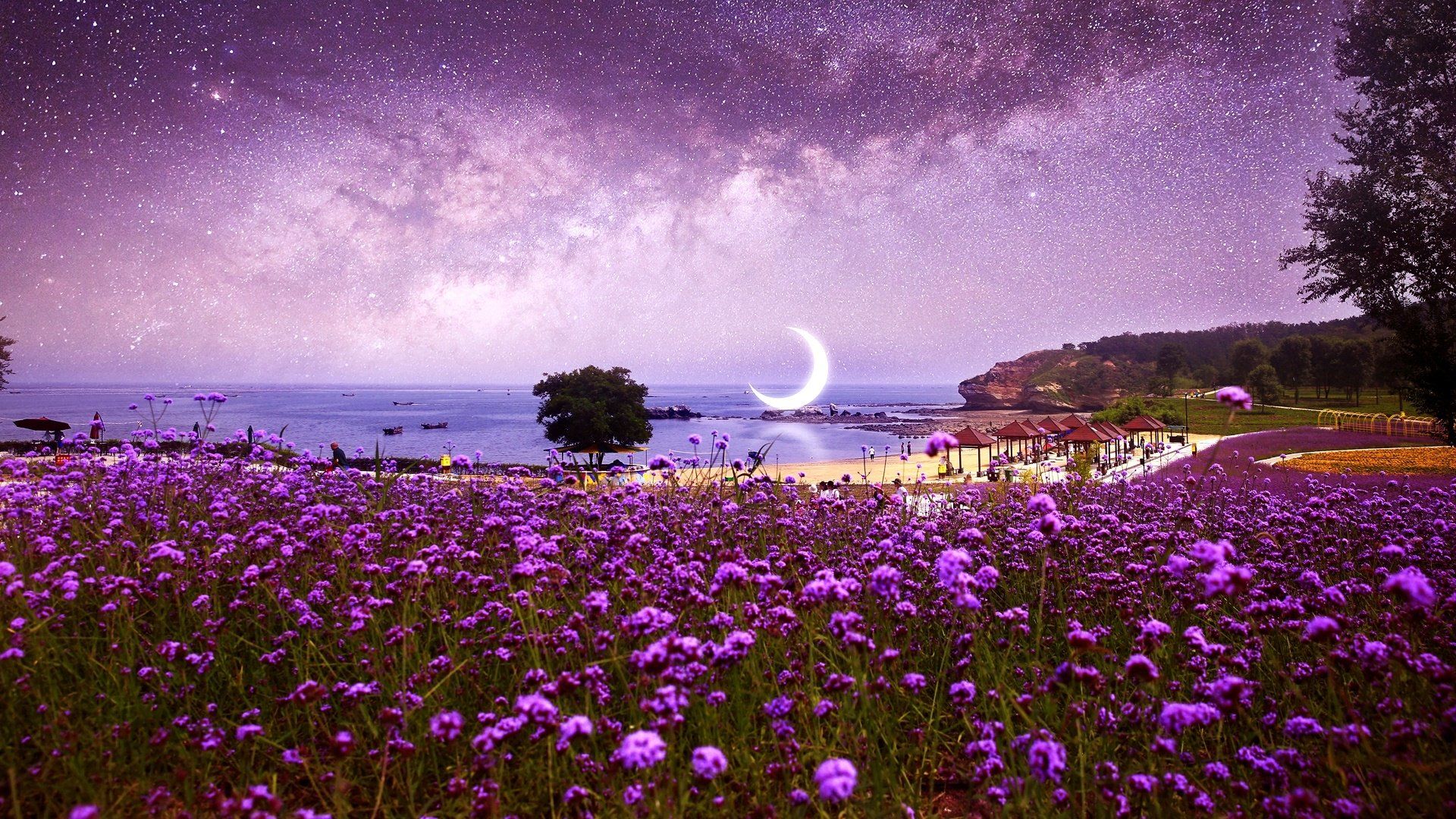 Purple Flower Field HD Wallpaper. Background Imagex1080
