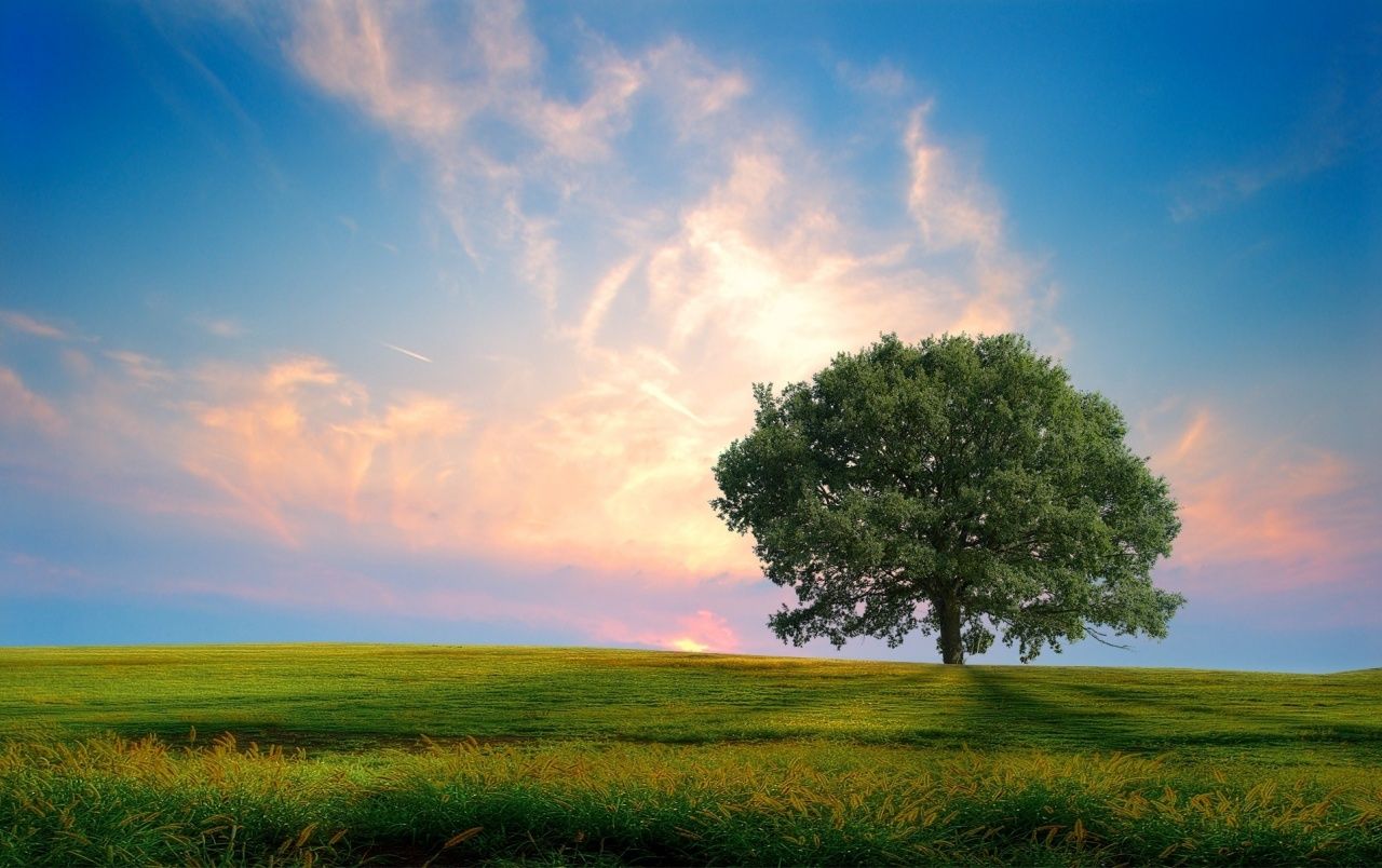 Beautiful Green Nature Background.Summer Sunset Landscape.Blue Sky Wallpaper.Creative  Photography.Clouds,tree.Yellow Colors Stock Image - Image of beginning,  elegance: 233484163
