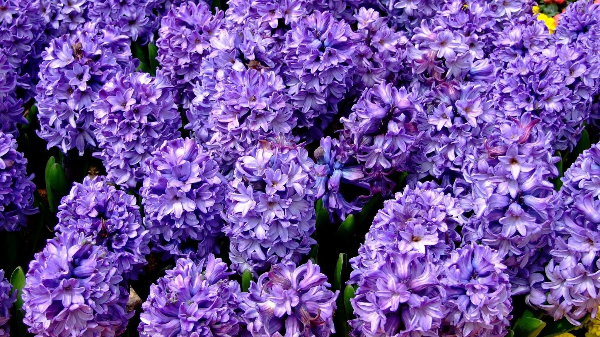 Hyacinth HD Wallpapers - Wallpaper Cave