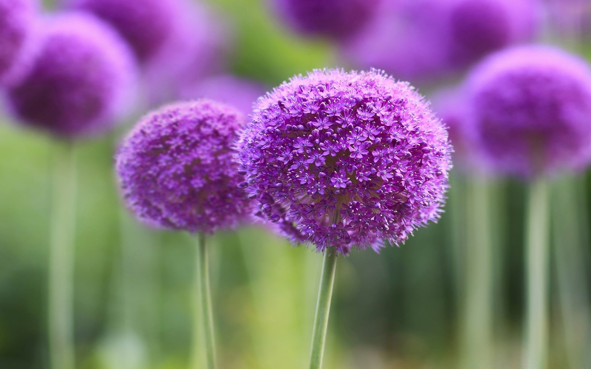 Purple Onion Flowers Field