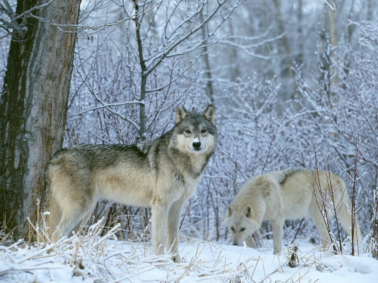 Winter Land Wolves Wallpaper Wolves Animals Wallpaper in jpg