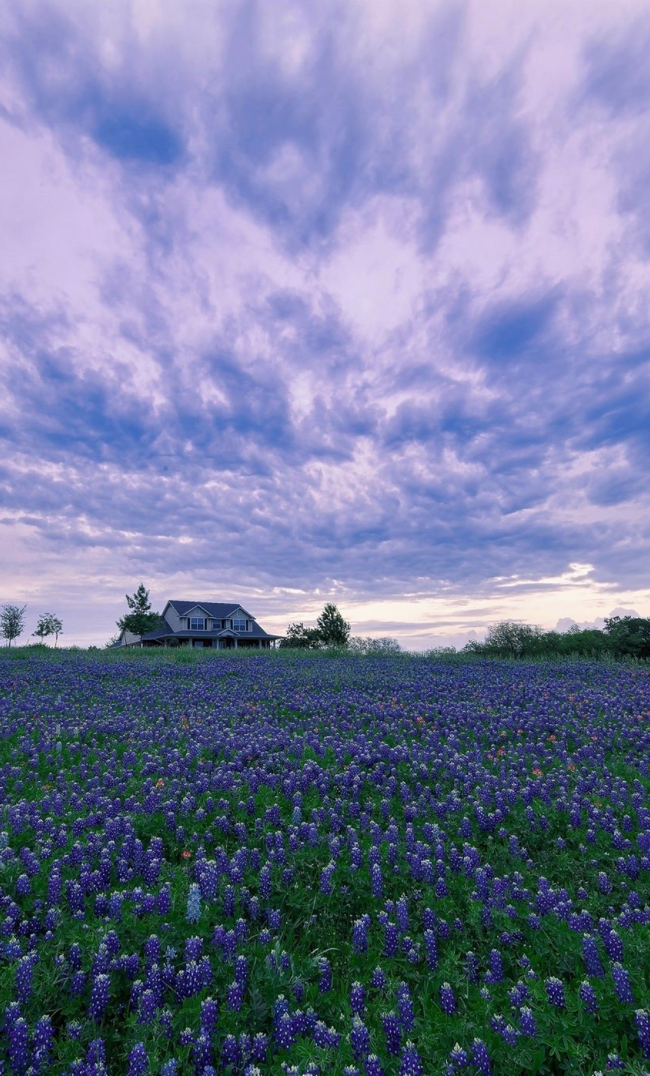 House In Purple Flower Hyacinth Field iPhone 6 plus