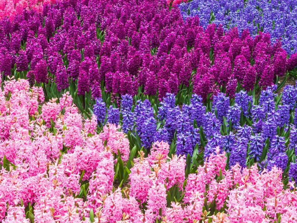 Hyacinth HD Wallpapers - Wallpaper Cave