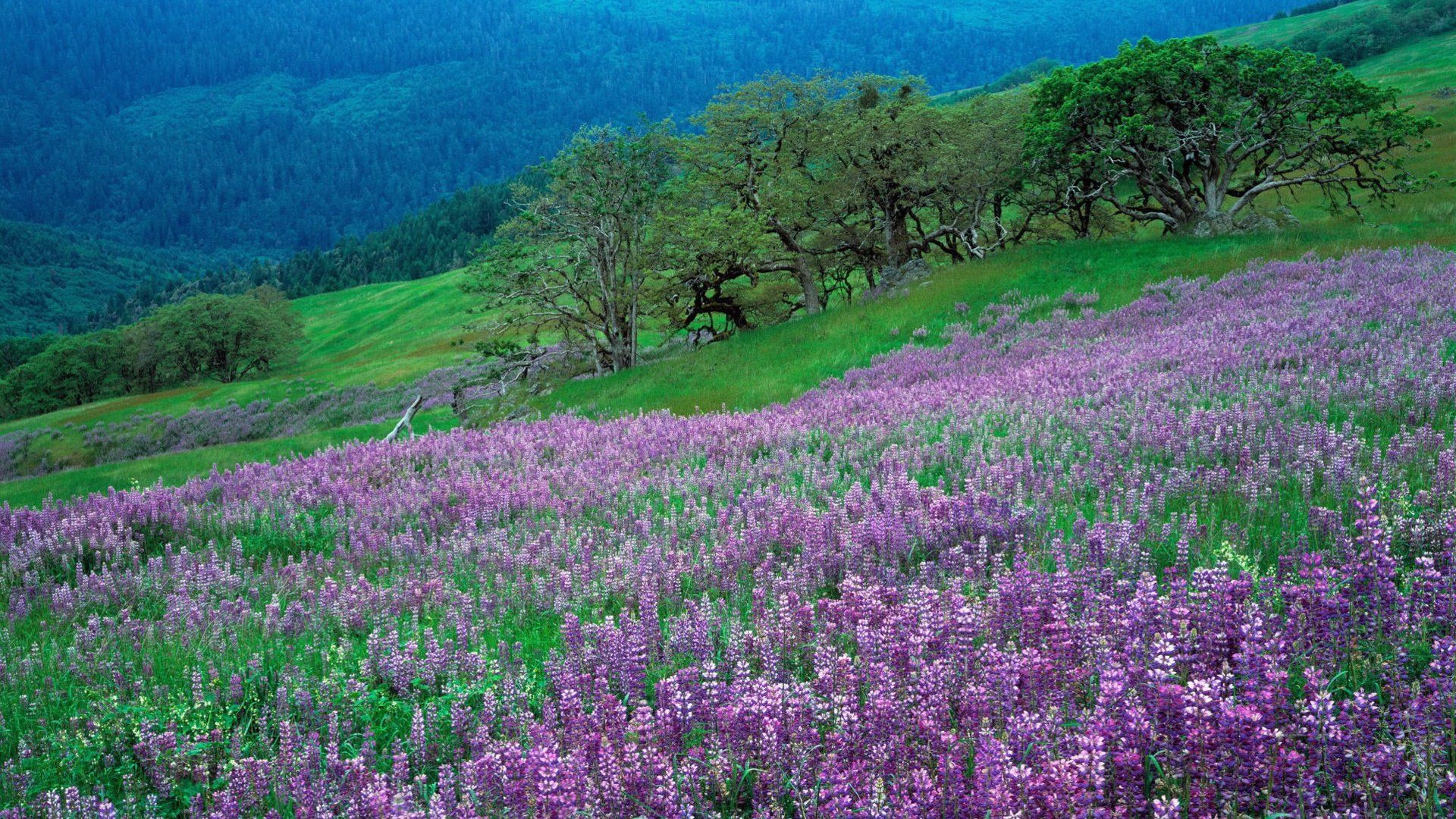 Field of Purple Flowers HD wallpaper