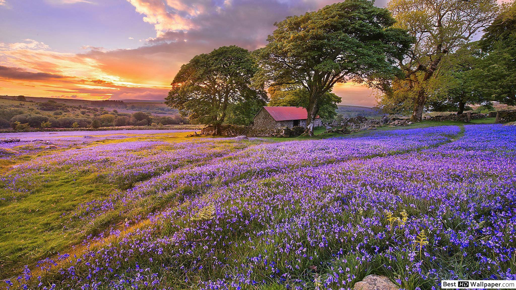 Beautiful Purple flowers field HD wallpaper download