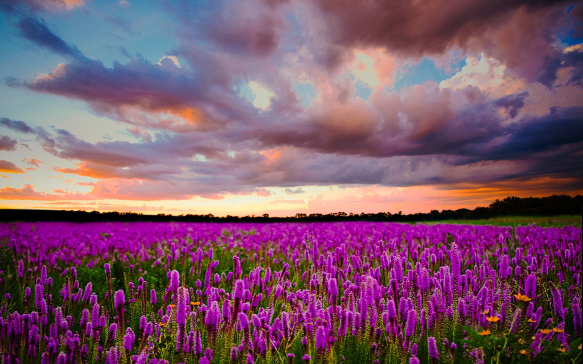 Sunset Field With Purple Flowers Of Lavender Sky With Dark Clouds
