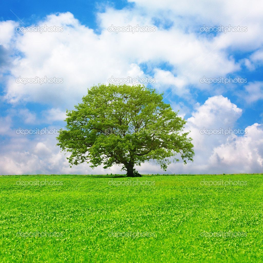 Single tree in a green field and cloudy blue sky— Photo