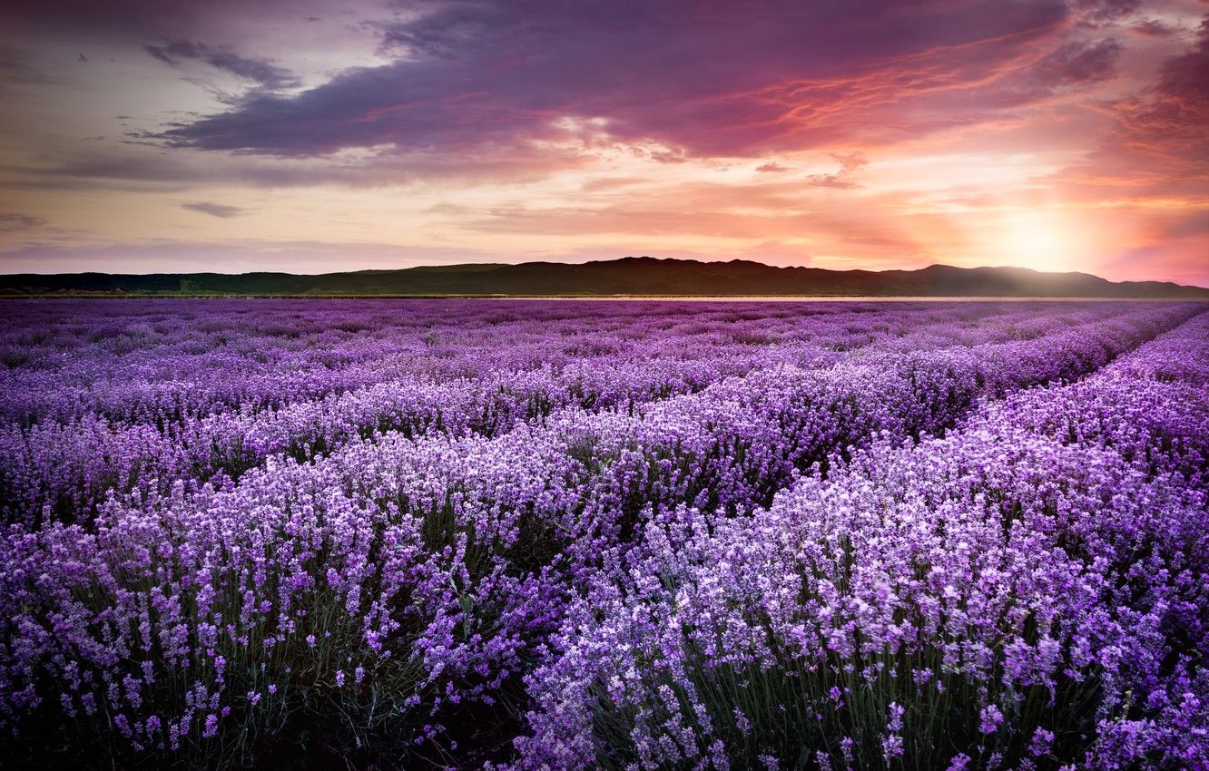 Wallpapers purple, sunset, flowers, field, sunset, lavender