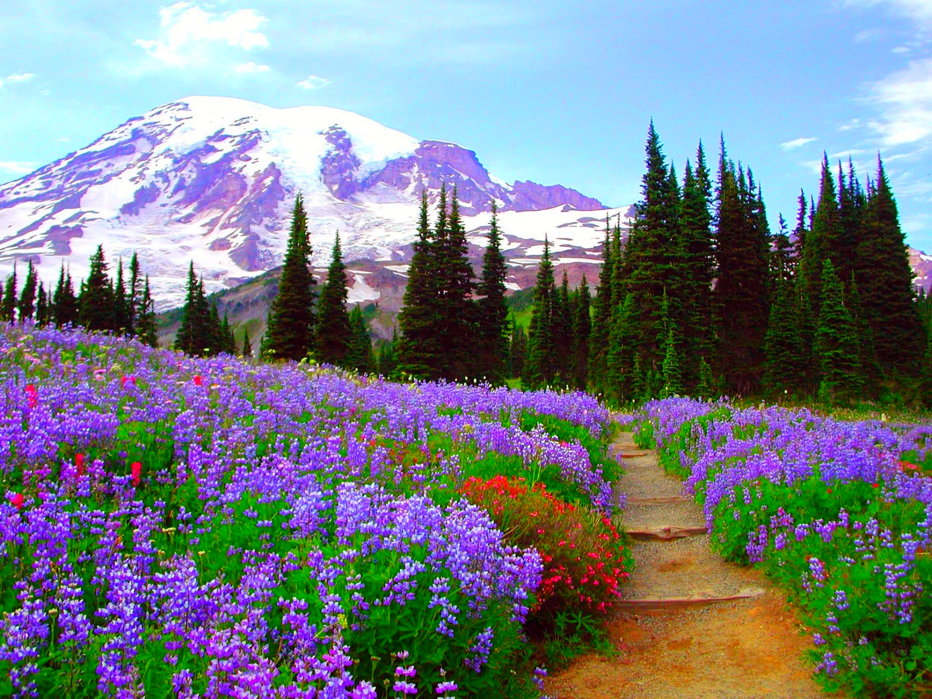 Flower Field in the Mountains HD Wallpaper. Background Image