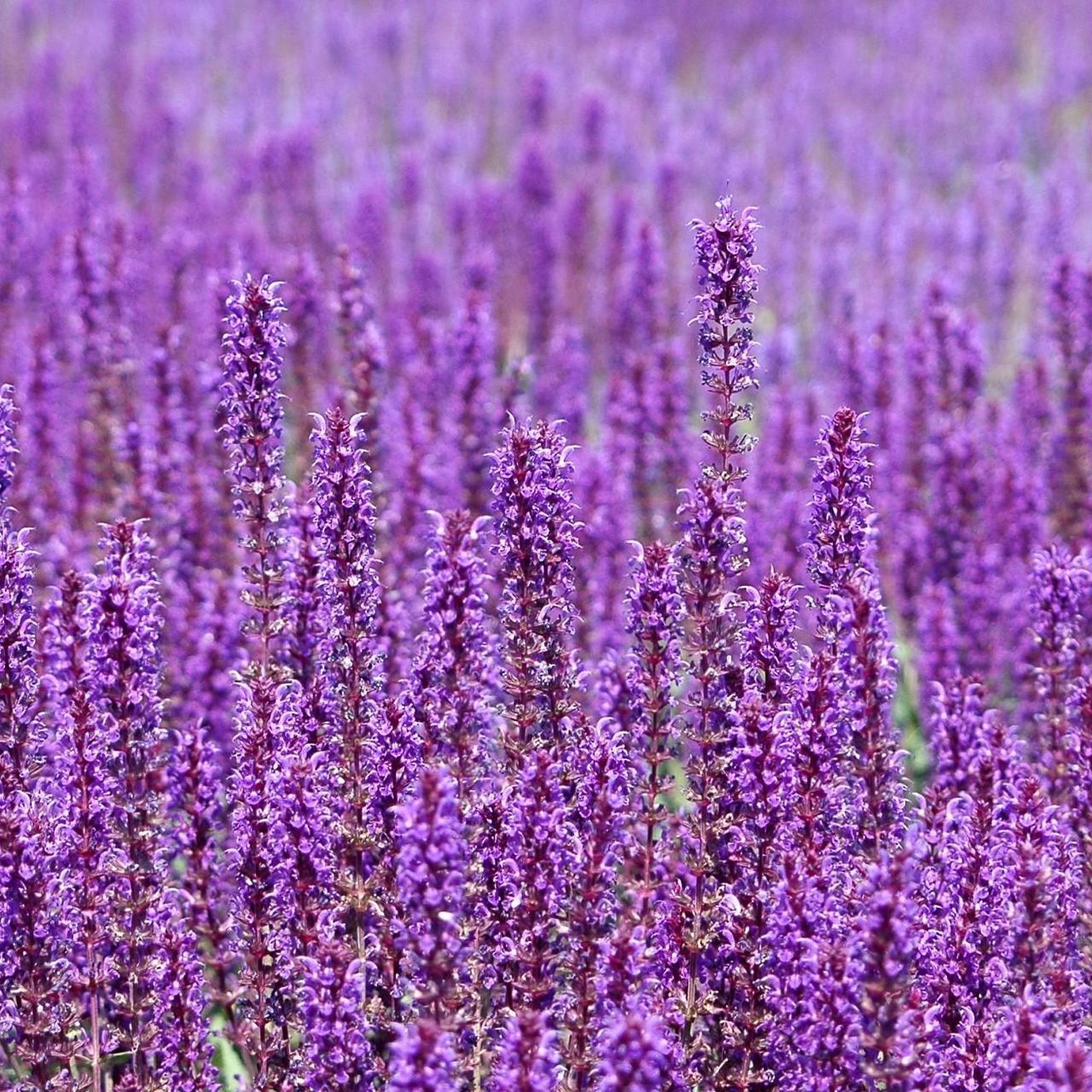 Download wallpaper 1280x1280 flowers, purple, field, many ipad